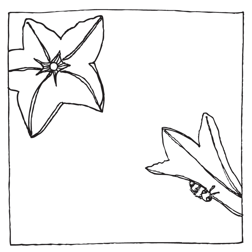 Pumpkin Flowers